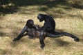Black-headed spider monkeys lying on grass Royalty Free Stock Photo