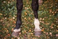 Two black horse hooves on a background of autumn grass Royalty Free Stock Photo