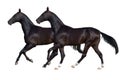 Two black horse isolated on white Royalty Free Stock Photo