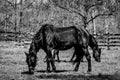 Two Black Horses Eating in Pasture