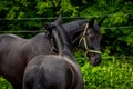 Two black horses on the farm. Royalty Free Stock Photo