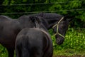 Two black horses on the farm. Royalty Free Stock Photo