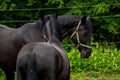 Two black horses on the farm. Royalty Free Stock Photo