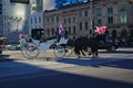 Two black horses with pink colored ornaments pulling white carriage