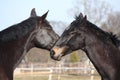 Two black horses playing Royalty Free Stock Photo