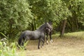 Two black horses run free in meadow with trees and bushes Royalty Free Stock Photo