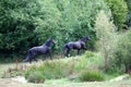 two black horses run free in meadow with trees and bushes Royalty Free Stock Photo