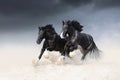 Two black horses of the Shail rock race along the sand against the sky.