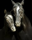 Two black horses with a white blaze on the head with halter are standing on a black background Royalty Free Stock Photo