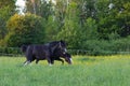 Two black horses with white face blazes and socks seen in profile feeding in field of wildflowers