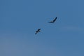 two black kites are flying in the blue sky, gliding around and flying high. Royalty Free Stock Photo