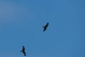 two black kites are flying in the blue sky, gliding around and flying high. Royalty Free Stock Photo