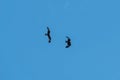 two black kites are flying in the blue sky, gliding around and flying high. Royalty Free Stock Photo