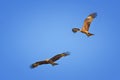 Two Black Kites Flying in Blue Sky Royalty Free Stock Photo