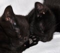 Two black kittens