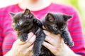 Two black kittens in the hands of man. Pets concept Royalty Free Stock Photo