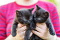 Two black kittens in the hands of a woman. Pets concept Royalty Free Stock Photo