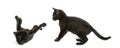 Two Black kittens playing, 2 months old, isolated