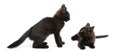 Two black kittens playing together