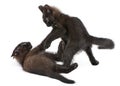 Two black kittens playing together Royalty Free Stock Photo