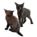 Two black kittens playing together Royalty Free Stock Photo