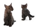 Two black kittens playing together in front of white background Royalty Free Stock Photo