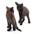 Two black kittens playing together in front of white background Royalty Free Stock Photo