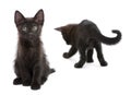 Two black kittens playing together in front of white background Royalty Free Stock Photo