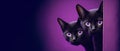 Two black kittens with purple eyes peek curiously around the corner against a violet background, created with Generative Royalty Free Stock Photo