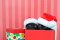 Kittens peaking out of a christmas present wearing santa hats Royalty Free Stock Photo