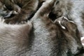 Two black kittens sleeping togehter Royalty Free Stock Photo