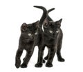 Two Black kittens standing, looking down, 2 months old