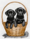 two black Labrador puppies in basket