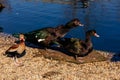 Two black large Muscovy Duck or Cairina moschata male and female, duck and drake on the shore of pond on pebbles, spring sunny day Royalty Free Stock Photo