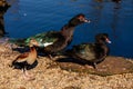 Two black large Muscovy Duck or Cairina moschata male and female, duck and drake on the shore of pond on pebbles, spring sunny day Royalty Free Stock Photo