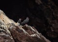 Two black larosterna inca tern seabird wildlife on guano rock cliff coast of Islas Ballestas Paracas Peru South America
