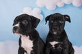 Two Black male American Staffordshire Bull Terrier dogs puppies on blue background Royalty Free Stock Photo