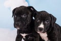 Two Black male American Staffordshire Bull Terrier dogs puppies on blue background Royalty Free Stock Photo