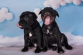 Two Black male American Staffordshire Bull Terrier dogs puppies on blue background Royalty Free Stock Photo