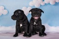 Two Black male American Staffordshire Bull Terrier dogs puppies on blue background Royalty Free Stock Photo