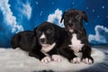 Two Black male American Staffordshire Bull Terrier dogs puppies on blue background Royalty Free Stock Photo