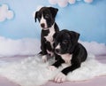 Two Black male American Staffordshire Bull Terrier dogs puppies on blue background Royalty Free Stock Photo