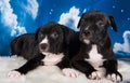 Two Black male American Staffordshire Bull Terrier dogs puppies on blue background Royalty Free Stock Photo