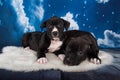 Two Black male American Staffordshire Bull Terrier dogs puppies on blue background Royalty Free Stock Photo