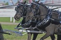 Two Black Miniatures Horse in Harness Royalty Free Stock Photo