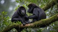 Two Endemic Black Macaque Monkeys (Macaca nigra) Sitting on Mossy Branch in Tangkoko Nature Reserve Royalty Free Stock Photo