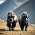 The two black musk oxen are in front of the mountain.