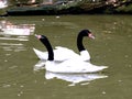 Black-necked swan Cygnus melancoryphus, swimming on a small pond Royalty Free Stock Photo