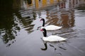 Two black-necked swan on monastery pond