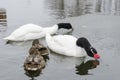 Two black-necked swans, Cygnus melanocoryphus, are on the lake in winter Royalty Free Stock Photo